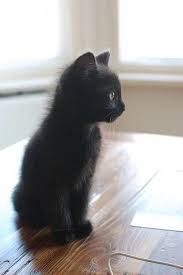 Black And White Kittens For Sale Near Me Cats For Sale Near Me Catsjobs Id 7242031492 Bichinhos Fofos Gato De Pelucia Gatinhos Fofos