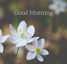 Flower good morning thursday images wallpaper photo pictures free download 201 Good Morning Flower Images Free Download 2021