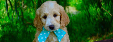 Expect to pay less for a puppy without papers, however, we do not recommend buying. What Should I Name My Goldendoodle 300 Names By Size Color