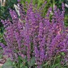 Salvia Verticillata Endless Love Flower Garden Design Salvia Flower Garden