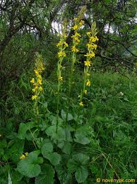 Image result for Ligularia sibirica