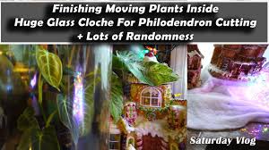 Check spelling or type a new query. Finishing Moving Plants Indoors New Cloche For Philodendron Curtains Fish Tank Youtube