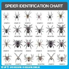 23 Best Spider Identification Images In 2019 Spider