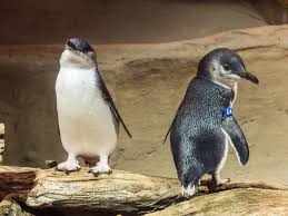 Penguins can live for 20 to 30 years. Cool Facts About Little Fairy Penguins That Ll Blow Your Mind Bird Eden