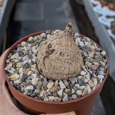 Image result for Ipomoea welwitschii