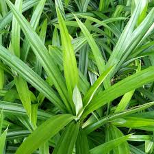 Pandan diyakini sebagai penurun panas dan pendingin kulit yang cukup ampuh. Beberapa Manfaat Daun Pandan Bagi Kesehatan Bisa Mengatasi Diare Teras Jabar