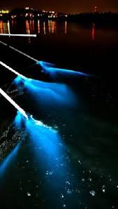 Bioluminescent Bay Puerto Rico Boat Tours Bioisland The Biobay In Electric Boat Presents Lights The Magic Of Bioluminiscence Non Bioluminescent Bay Bioluminescent Bay Puerto Rico Puerto Rico Trip