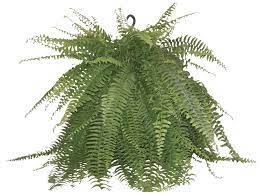 5.0 out of 5 stars 1. 10 Boston Fern Hanging Basket At Menards