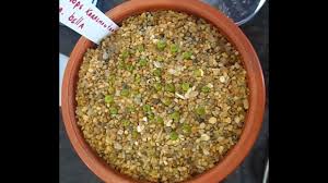 Cómo se planta una semilla de cactus. Progreso Trasplante De Lithops Cactus Piedra Desde Algodon Growing Lithops Sub Ing Youtube