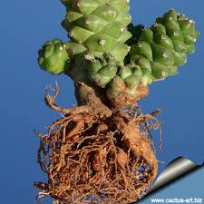 Image result for Monadenium rugosum