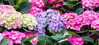Is it poisonous? some of the most poisonous plants for dogs and cats are reviewed below. Poisonous Plants Pdsa