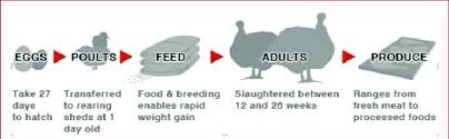 flow chart turkey life cycle download scientific diagram