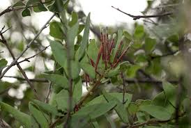 Image result for Tapinanthus oleifolius
