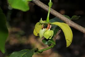 Image result for Monodora junodii