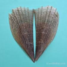 Image result for Actinanthella