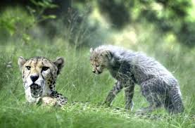 Ontdek de natuur van beekse bergen en prikkel al je zintuigen tijdens een van de indrukwekkende safari's. Cheetah Grijpt Jongetje In Safaripark Beekse Bergen Hilvarenbeek Bd Nl