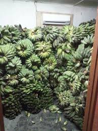 Nama saintifiknya ialah musa acuminata colla atau dikenali sebagai 'lady's finger'. Pisangkomer Pisang Emas Dibawa Belayar Masak Sebiji Di Facebook