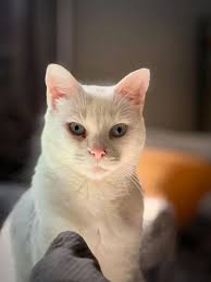 Memphis Pictures and New Melrose Library