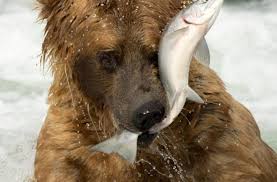 This huge bear can live up to 30 years in average. Grizzly Bears Might Return To California Is The State Ready Discover Magazine