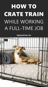 5 Crate Training Tips You Should Know House Training Puppies Potty Training Puppy Puppy Schedule