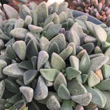 Image result for Hereroa glenensis