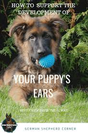 I've had my puppy since 7 weeks old and her ears have been completely erect since 8 weeks old, she's now ears will go up and down on some puppies, usually when they are cutting in teeth the mouth will be tender and warmer and also the ears are trying to. 7 Ways To Fix Floppy German Shepherd Puppies Ears