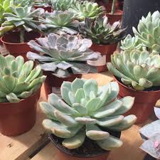 Maybe you would like to learn more about one of these? Succulent Identification Guide Suburbansill