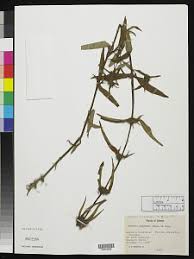 Image result for Tarenna leonardii