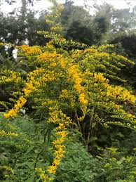 Image result for Solidago