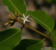 Image result for Landolphia kirkii