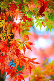 Deborah S Place Beautiful Nature Wallpaper Beautiful Landscape Wallpaper Background Images Wallpapers