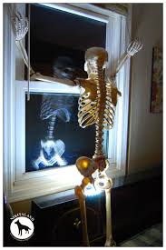 The reasons for skeletonizing leaves may stem from insect or disease and occasionally chemical injury. Skeleton Nikitaland