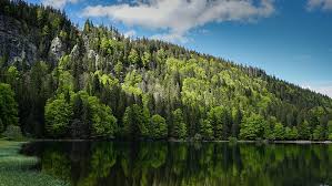 You can download the game wilderness car hitting zombies for android with mod money. 600x1024px Free Download Hd Wallpaper Forest Hillside Wilderness Reflection Green Nature Mountain Lake Wallpaper Flare