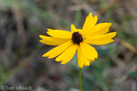 Image result for Rhynchosia holosericea