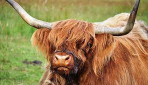 Great Scots Highland Cattle And Scottish Highland Cow Hobby Farms