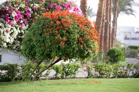 Image result for Tecoma capensis