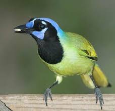 Birds Of Southeast Texas Pin On Birds
