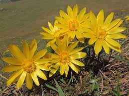 Pin On Language Of Flowers