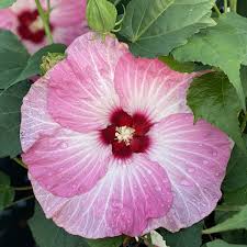 Image result for Hibiscus noldeae