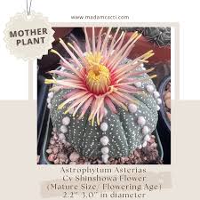 Image result for Thesium asterias