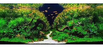 tropical fish hobbyist magazine