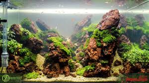 Pin By Stephanus Mardianto On Aquascape Aquascape Aquarium Aquascape Aquatic Garden