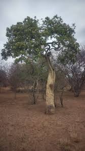 Image result for Philenoptera nelsii