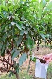 Image result for tree kalam guti kalam