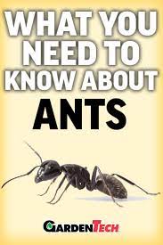 Their goal is to create tunnels and galleries so they can raise their young. Identify And Control Common Ants Ants Odorous House Ants Ants In House