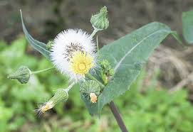 Image result for Sonchus oleraceus