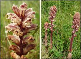 Image result for Orobanche minor