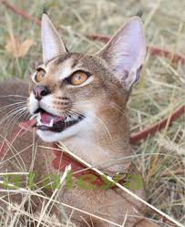 The caracal&caracat of cattery vipleo. Serval Karakal Hybriden Raubkatzen In Menschlicher Obhuts Webseite