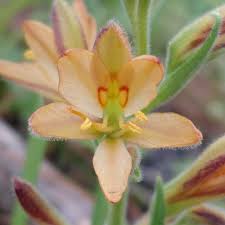 Image result for Wachendorfia