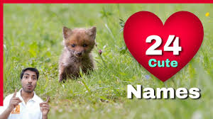 Search best dog names for your male indian spitz. Indian Dog Names 2020 For Best Boy And Girl Dog Name List In Hindi